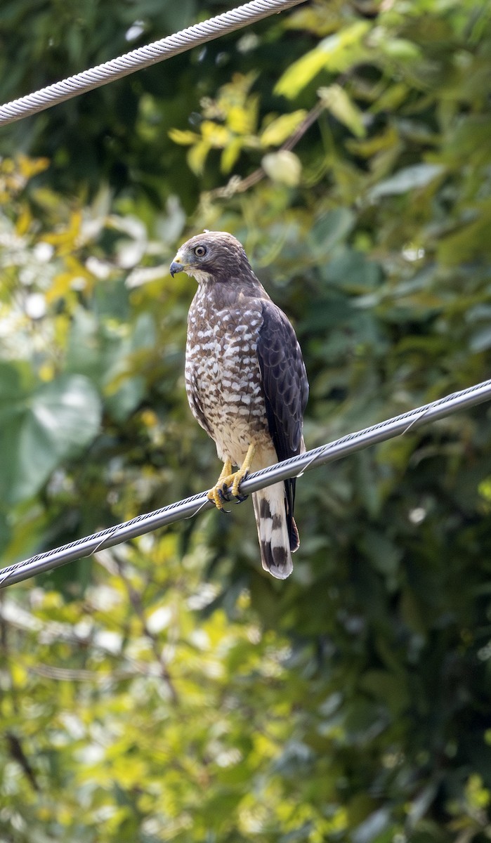 Broad-winged Hawk - ML621827426