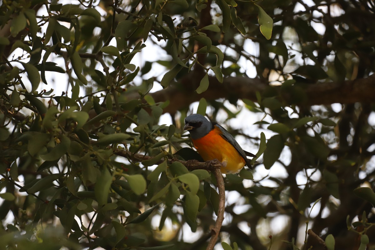 Blue-and-yellow Tanager - ML621827441