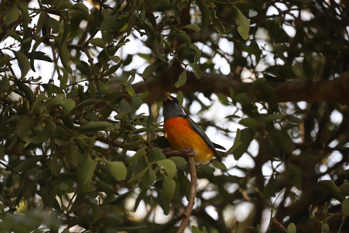 Blue-and-yellow Tanager - ML621827442