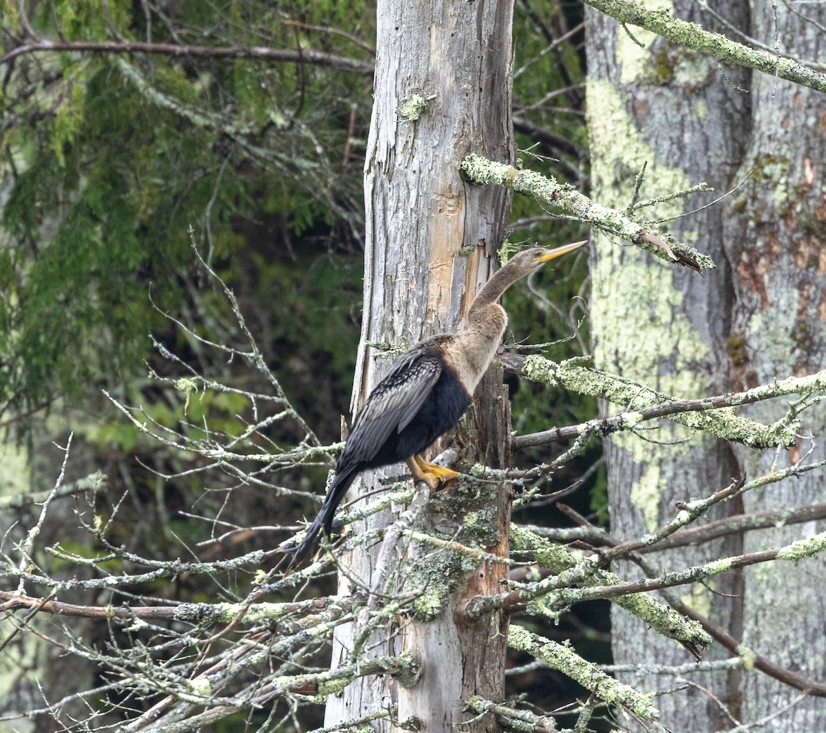 Anhinga - Greg Harrington