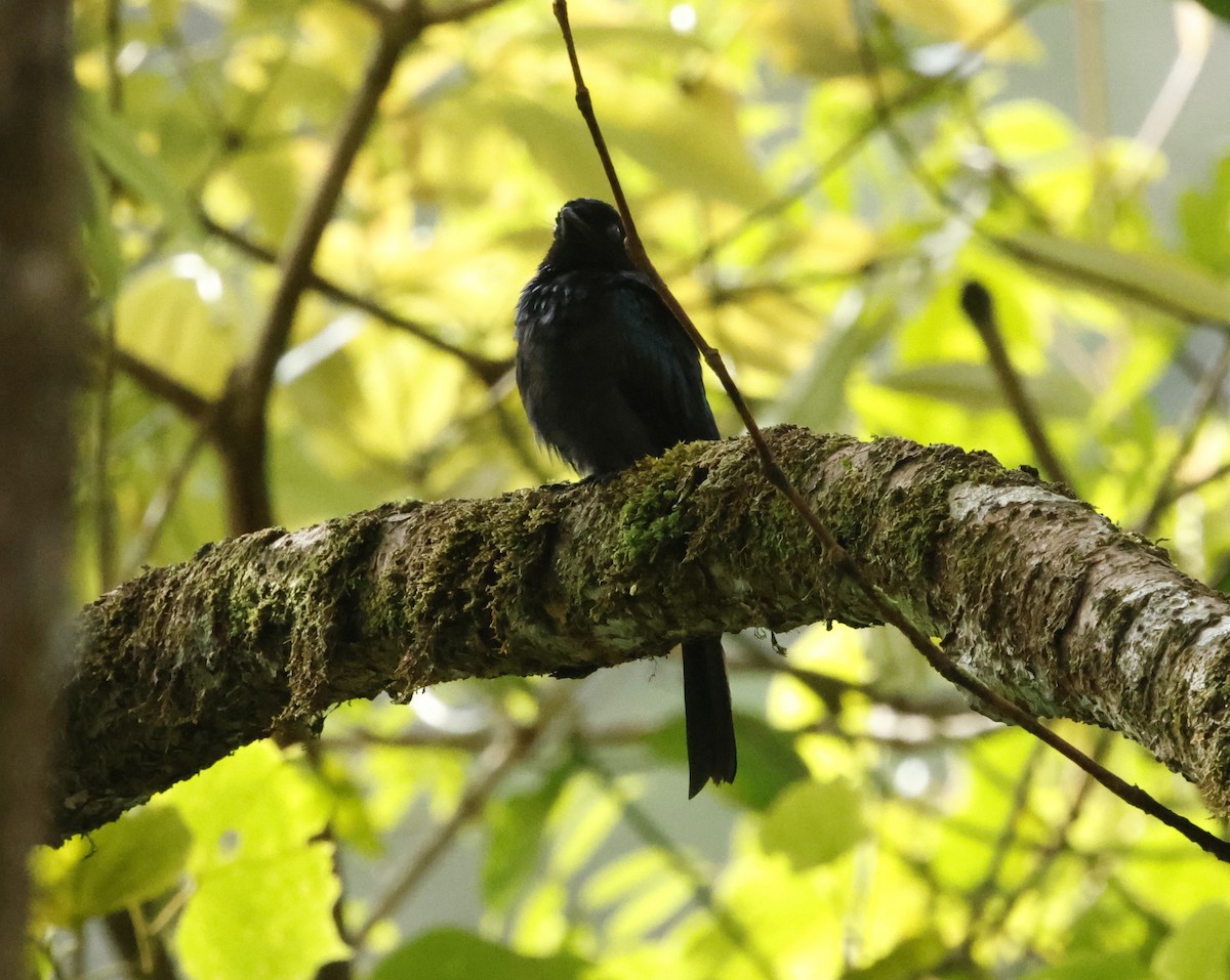 Lesser Racket-tailed Drongo - ML621827473
