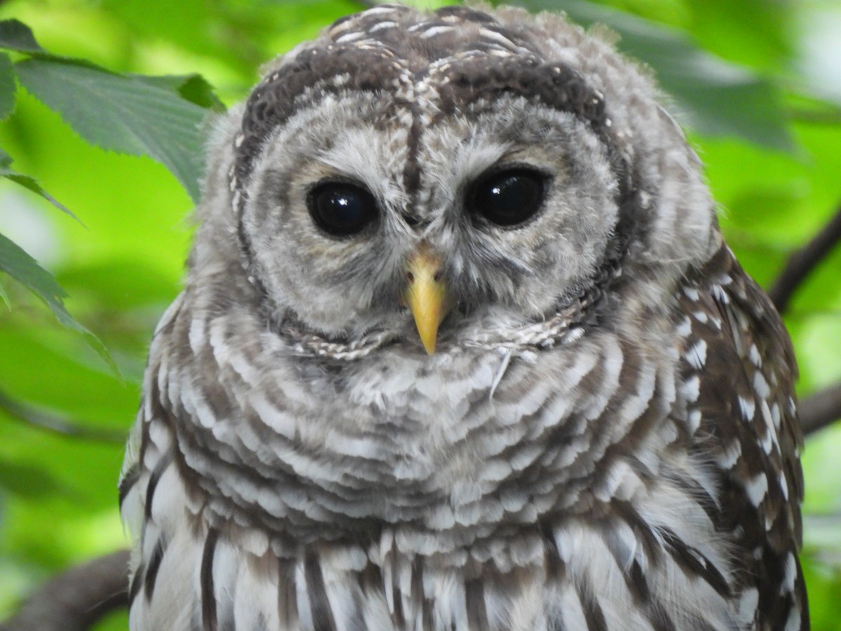 Barred Owl - ML621827477