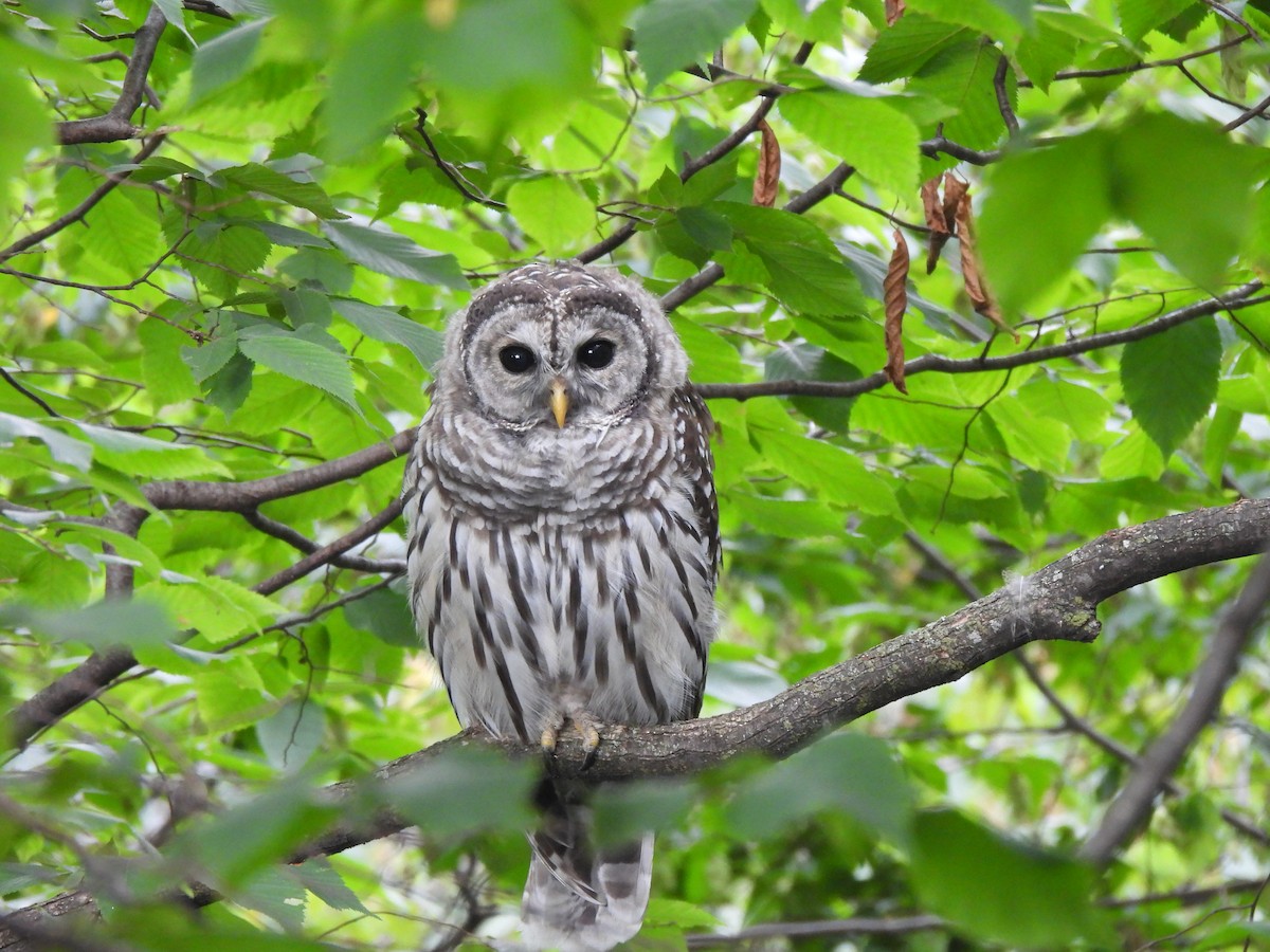 Barred Owl - Andy Lasar