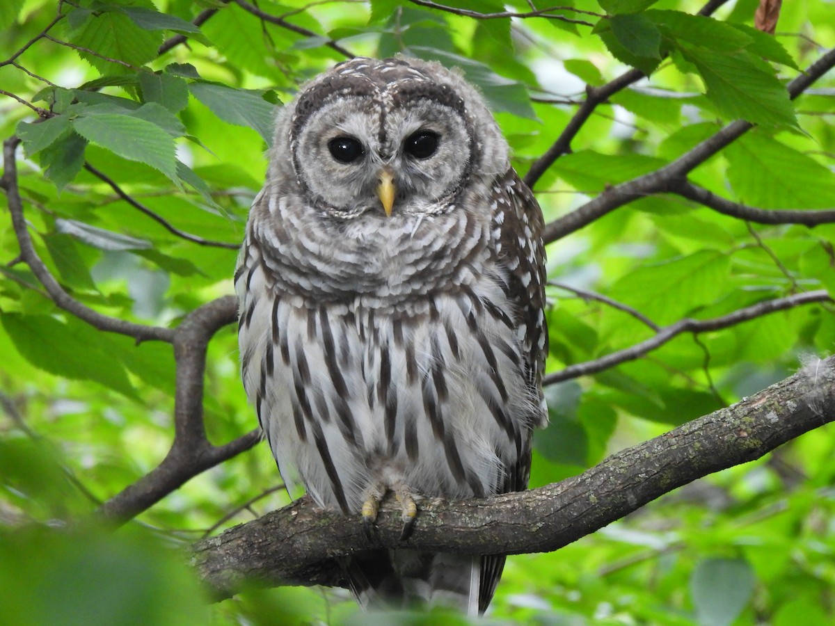 Barred Owl - ML621827480