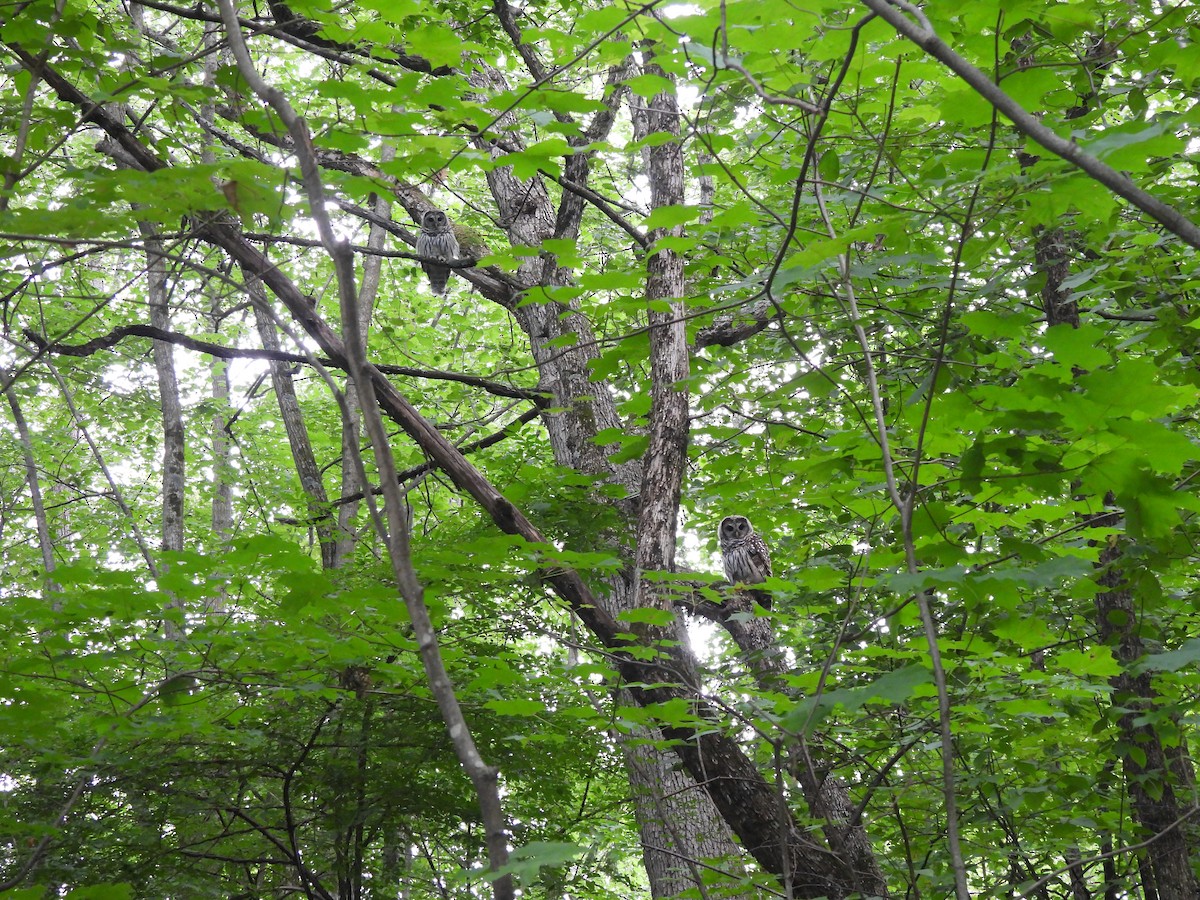 Barred Owl - ML621827482