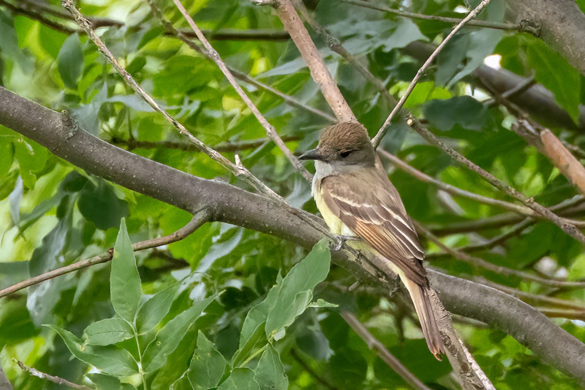 Great Crested Flycatcher - ML621827483