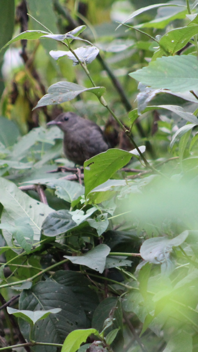 Gray Catbird - Bro Co.