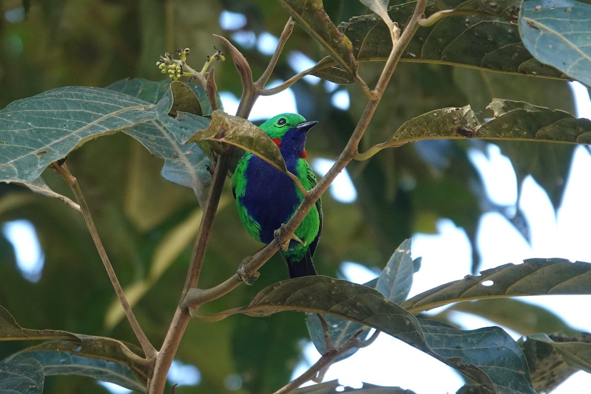 Orange-eared Tanager - ML621827495