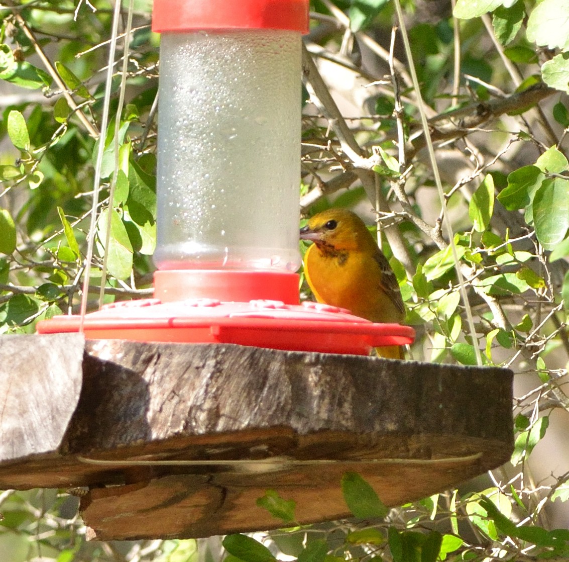 Hooded Oriole - ML621827538