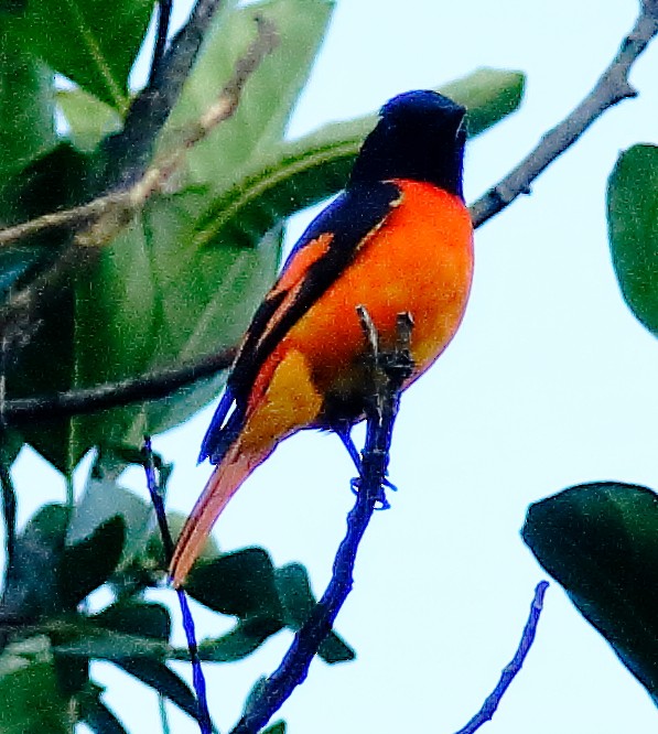 Minivet Naranja - ML621827541