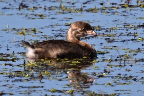 Pied-billed Grebe - ML621827559