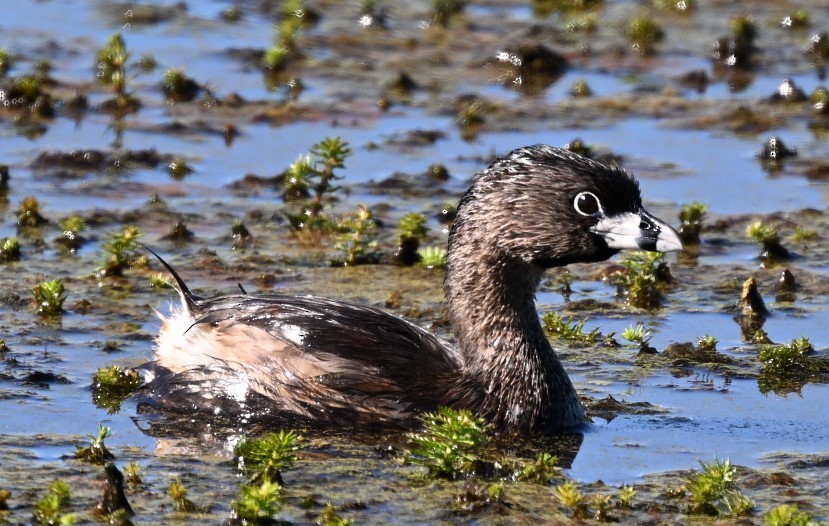 Pied-billed Grebe - ML621827560