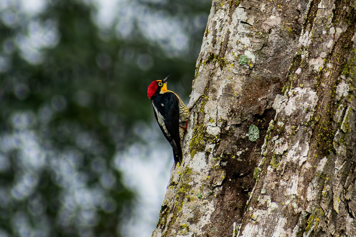 Yellow-fronted Woodpecker - Danilo Druetto