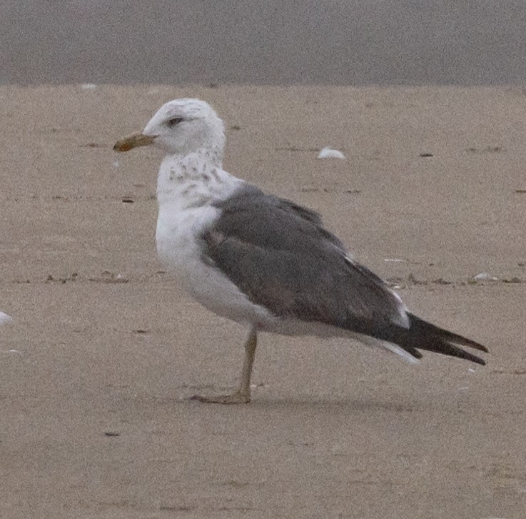 Lesser Black-backed Gull - ML621827585