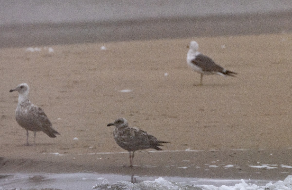 Lesser Black-backed Gull - ML621827586