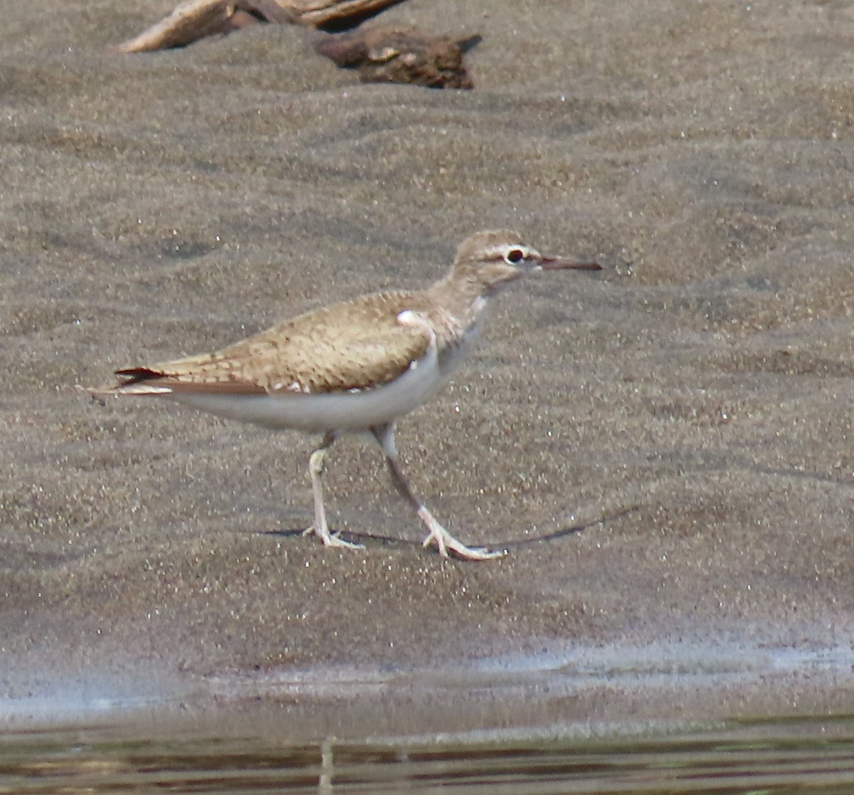 Common Sandpiper - ML621827595