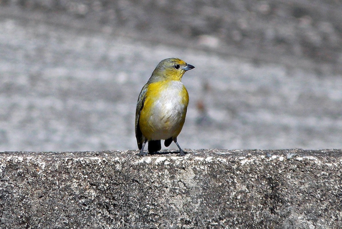 Purple-throated Euphonia - ML621827626