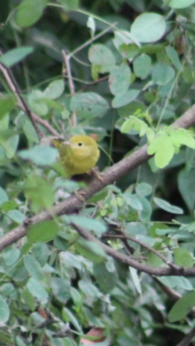 Yellow Warbler - ML621827639