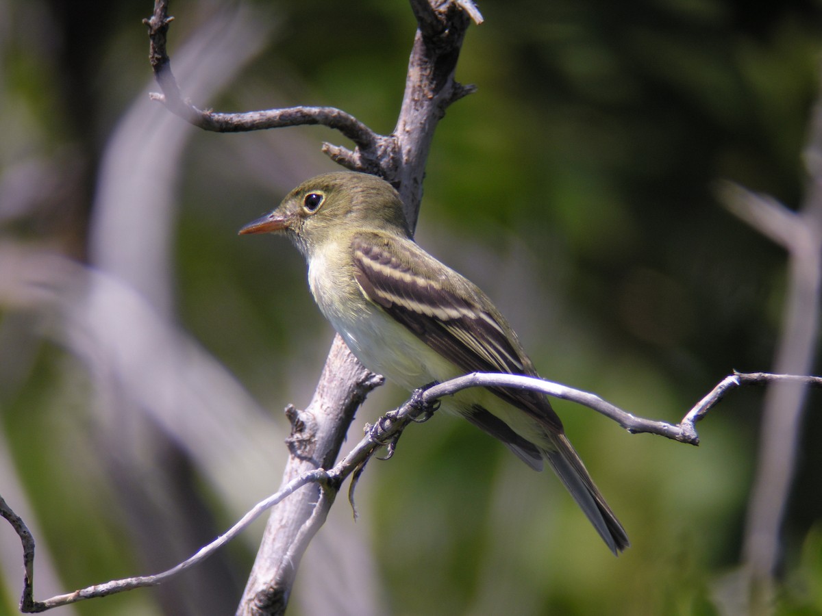 Acadian Flycatcher - ML621827687