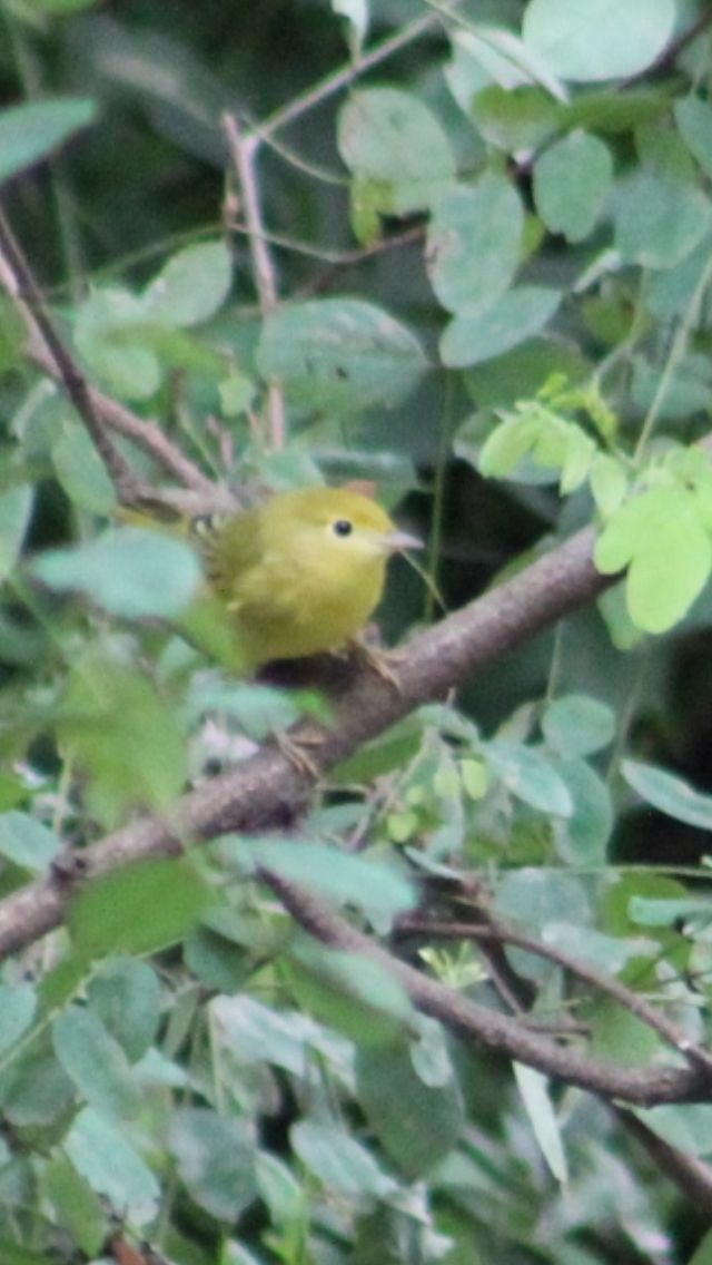 Yellow Warbler - ML621827755