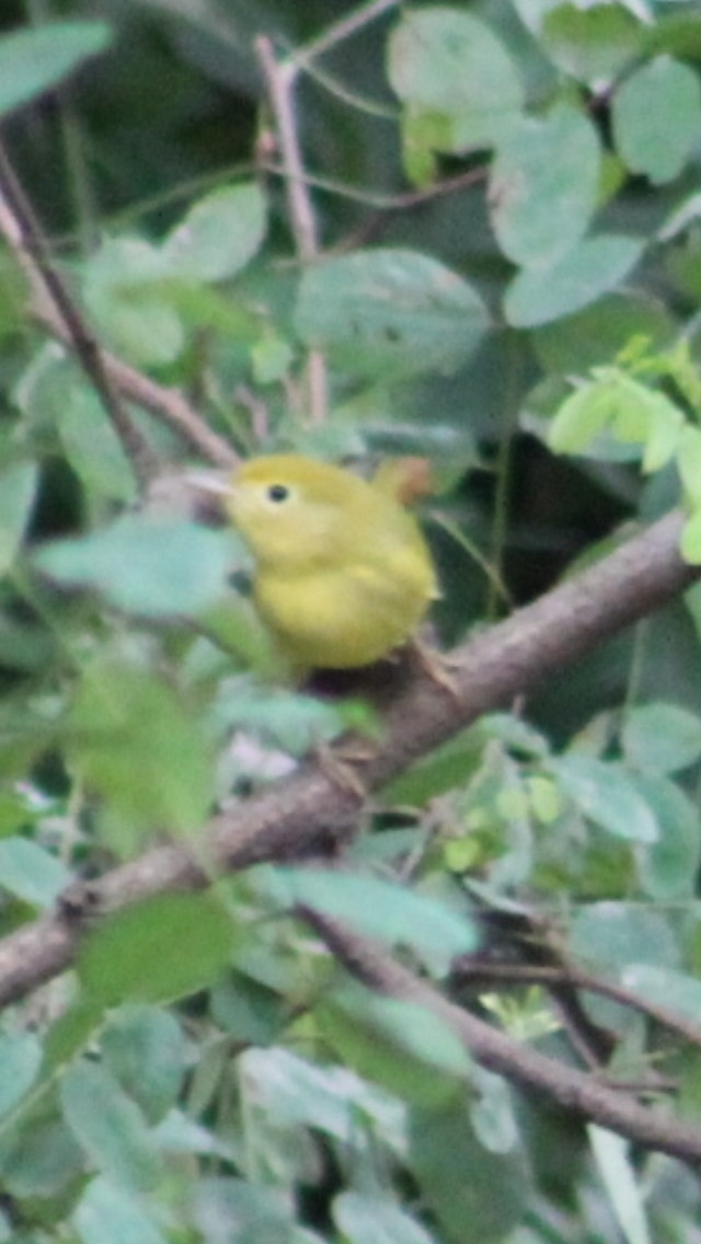 Yellow Warbler - ML621827811