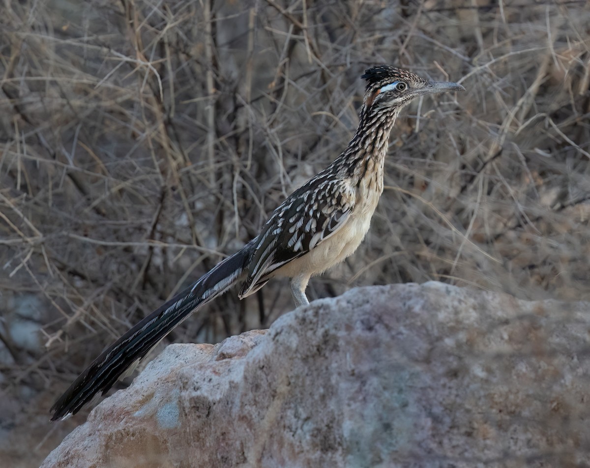 Greater Roadrunner - ML621827896