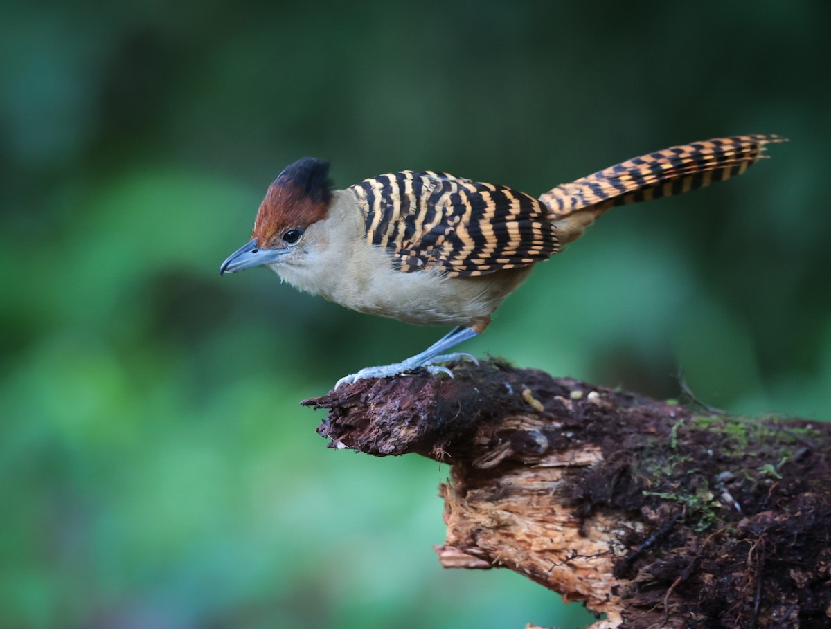 Giant Antshrike - Felipe Arantes