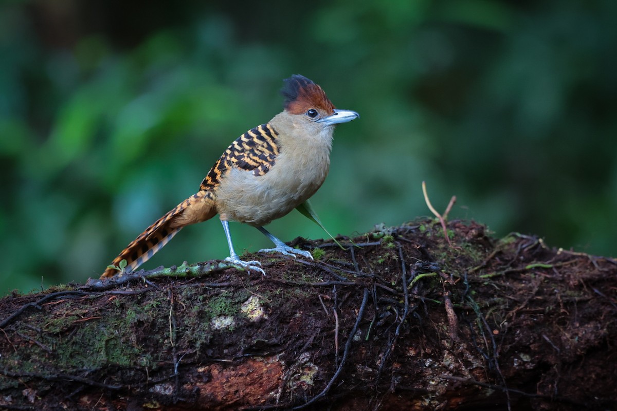 Giant Antshrike - ML621827929