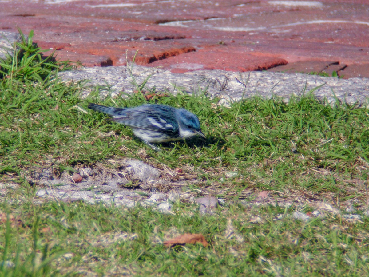 Cerulean Warbler - ML621828109