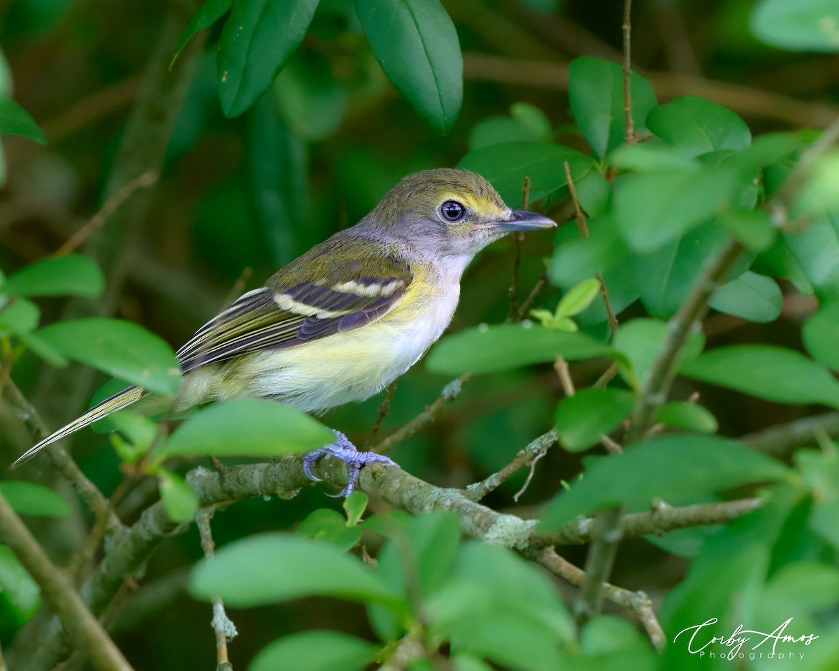 White-eyed Vireo - Corby Amos