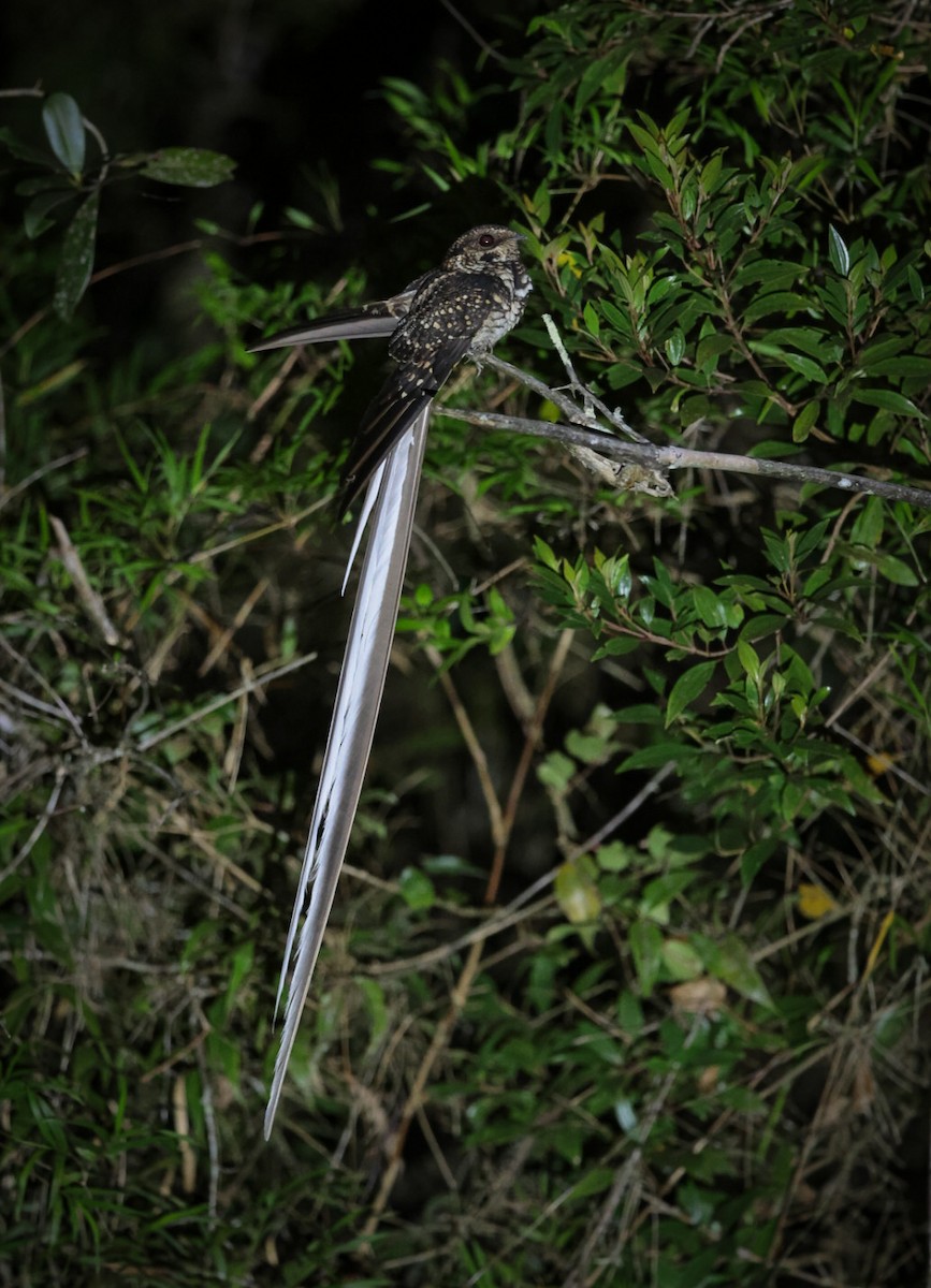 Long-trained Nightjar - ML621828130