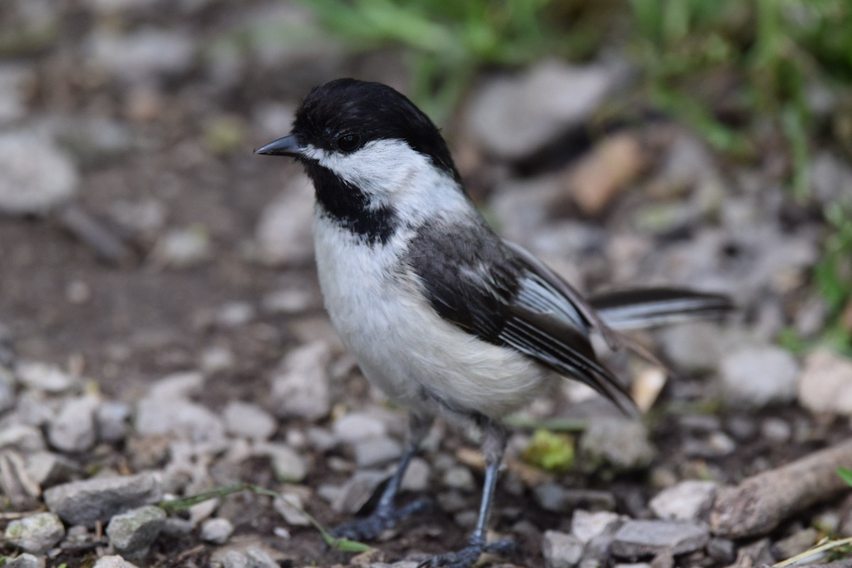 Black-capped Chickadee - ML621828192