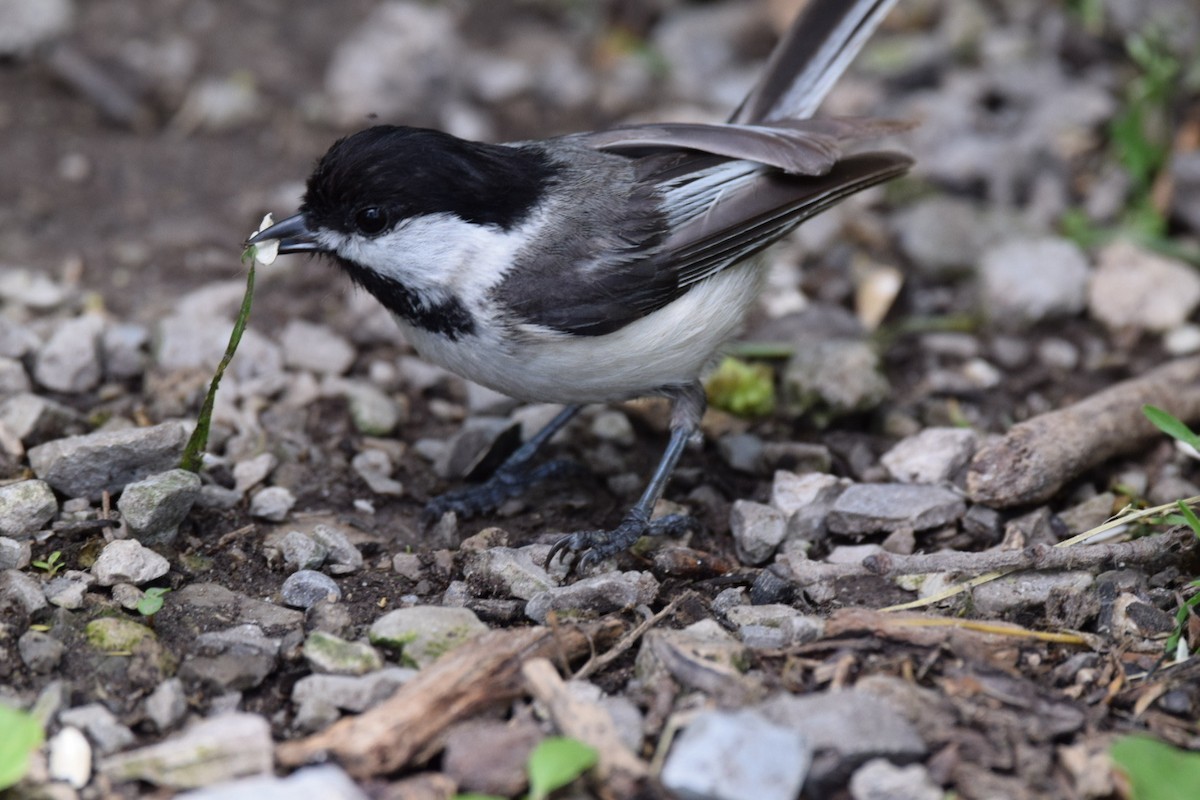 Black-capped Chickadee - ML621828193