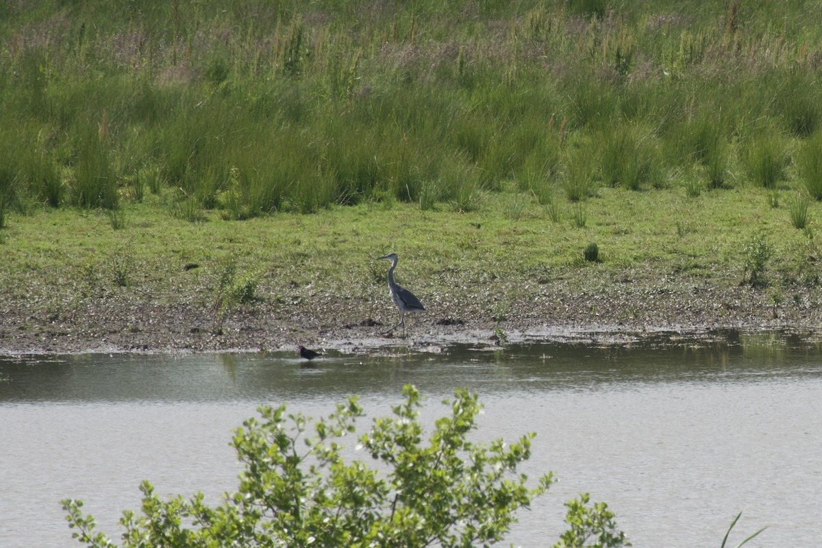 Gray Heron - ML621828209