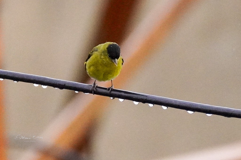 Andean Siskin - ML621828229