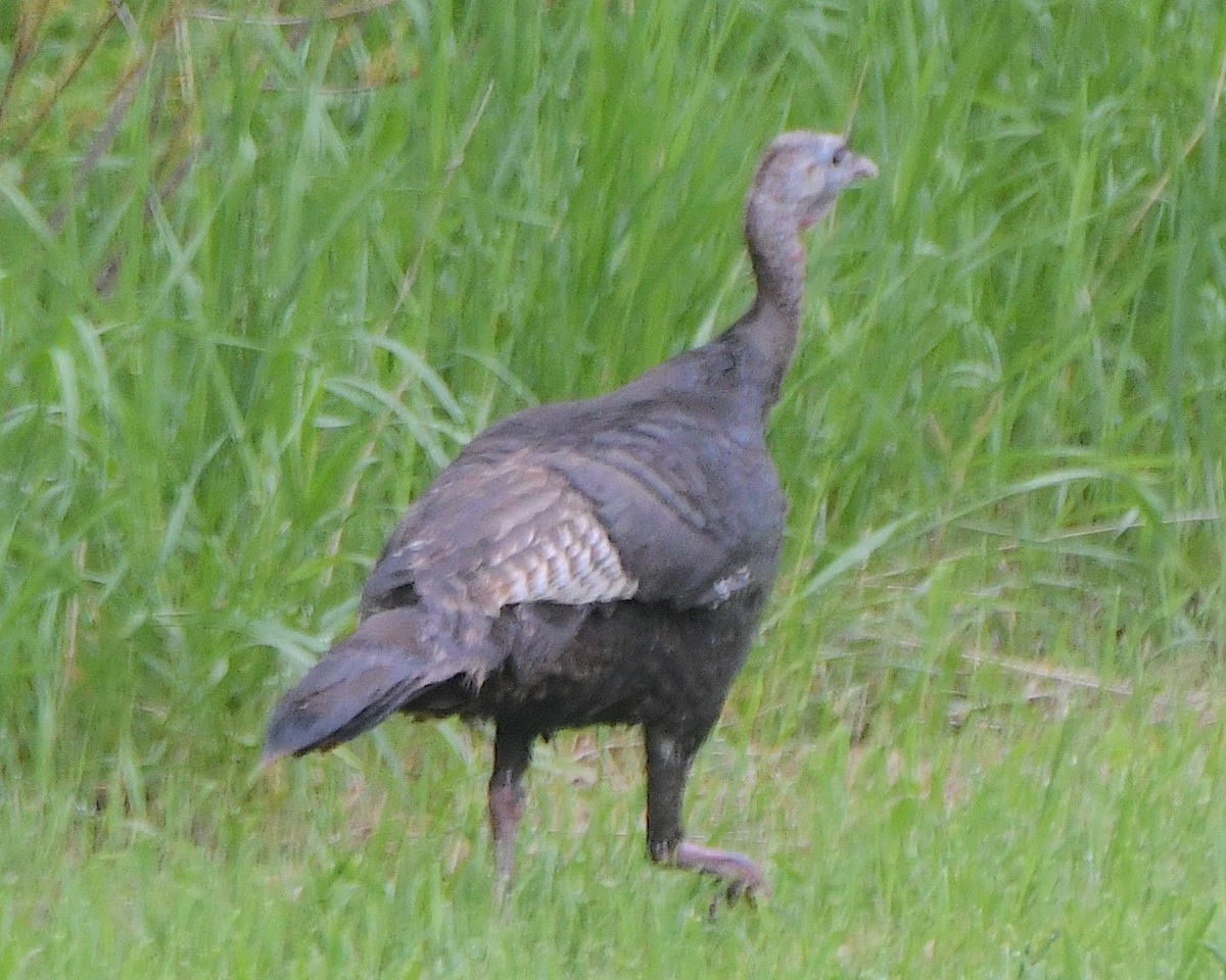 Wild Turkey - ML621828242