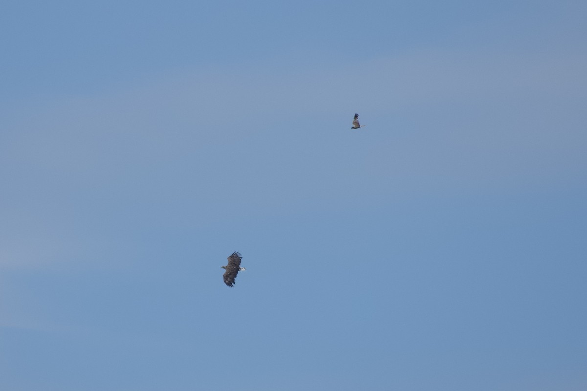 White-tailed Eagle - ML621828247