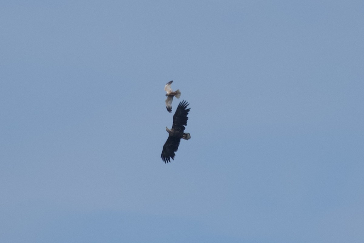 Western Marsh Harrier - ML621828265