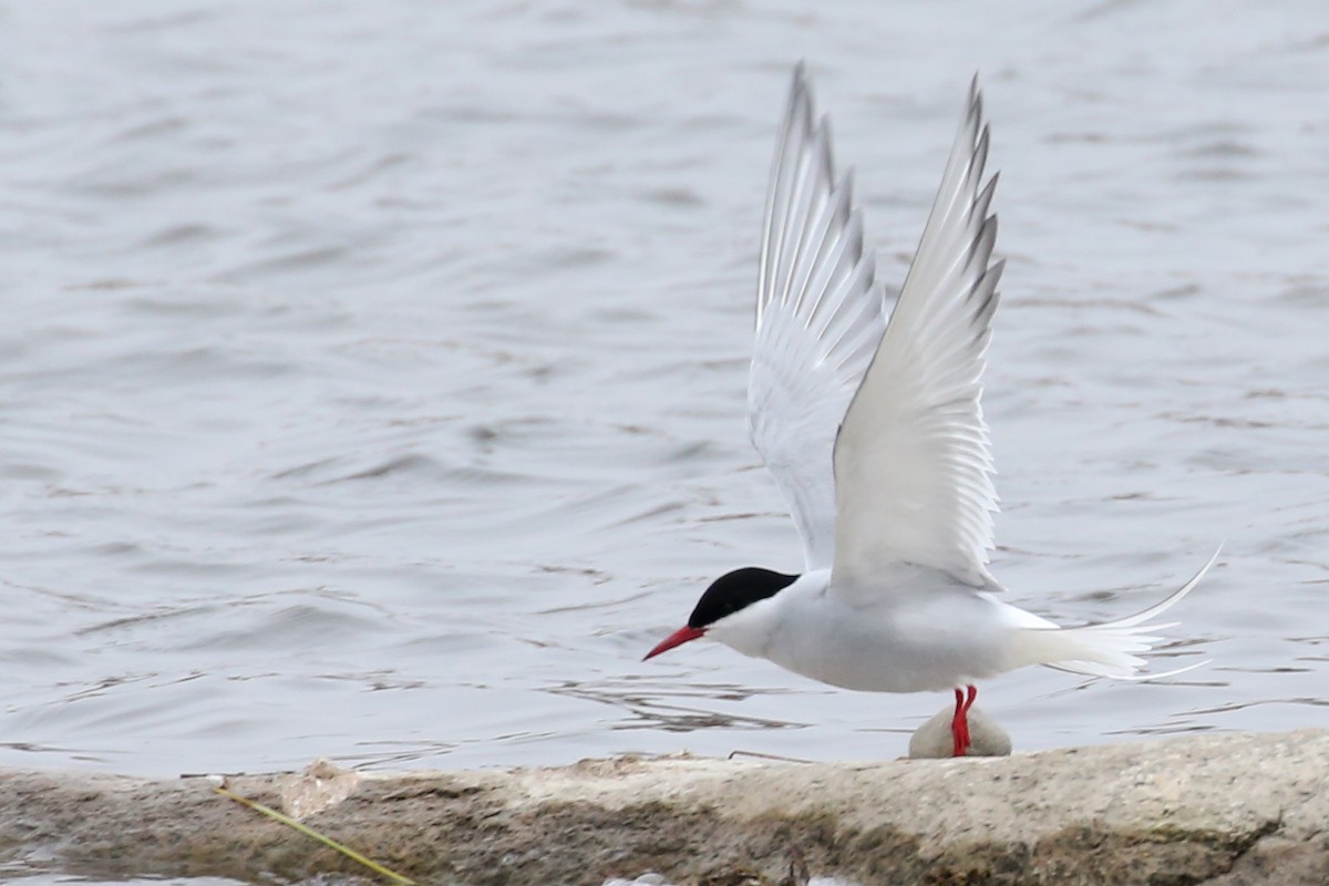 Arctic Tern - ML621828307