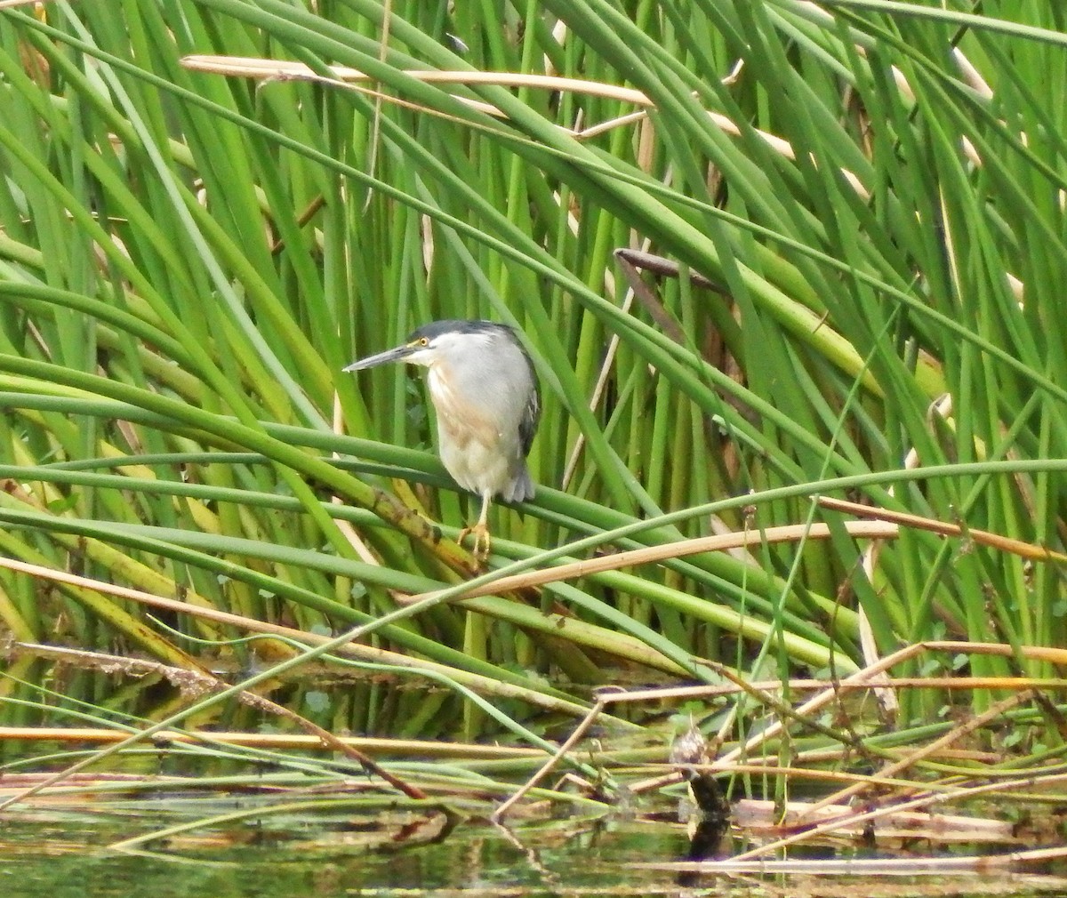 Striated Heron - Angela Bernal Contreras