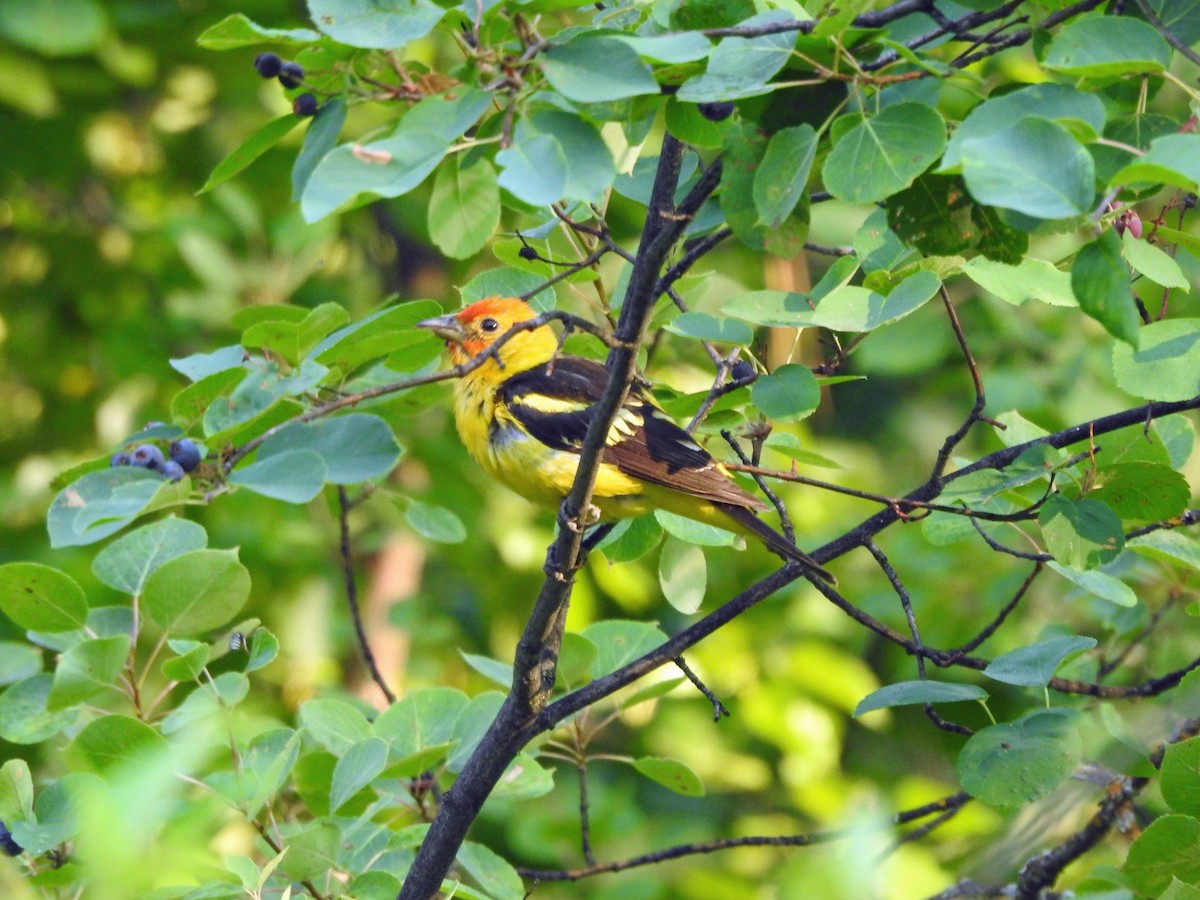 Western Tanager - ML621828325