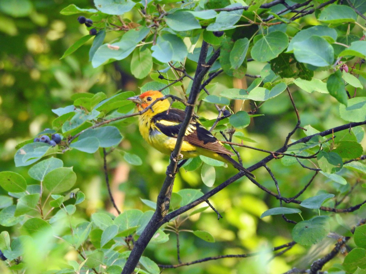 Western Tanager - ML621828325