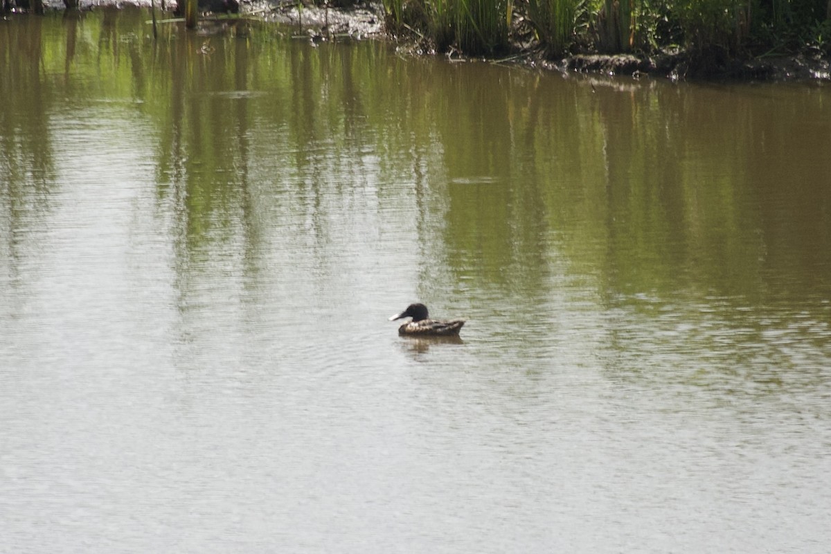 Northern Shoveler - ML621828342