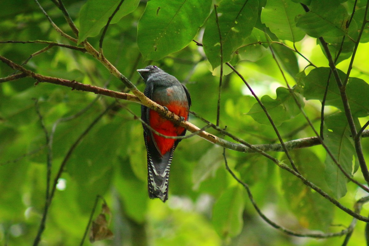 Blue-crowned Trogon - ML621828345