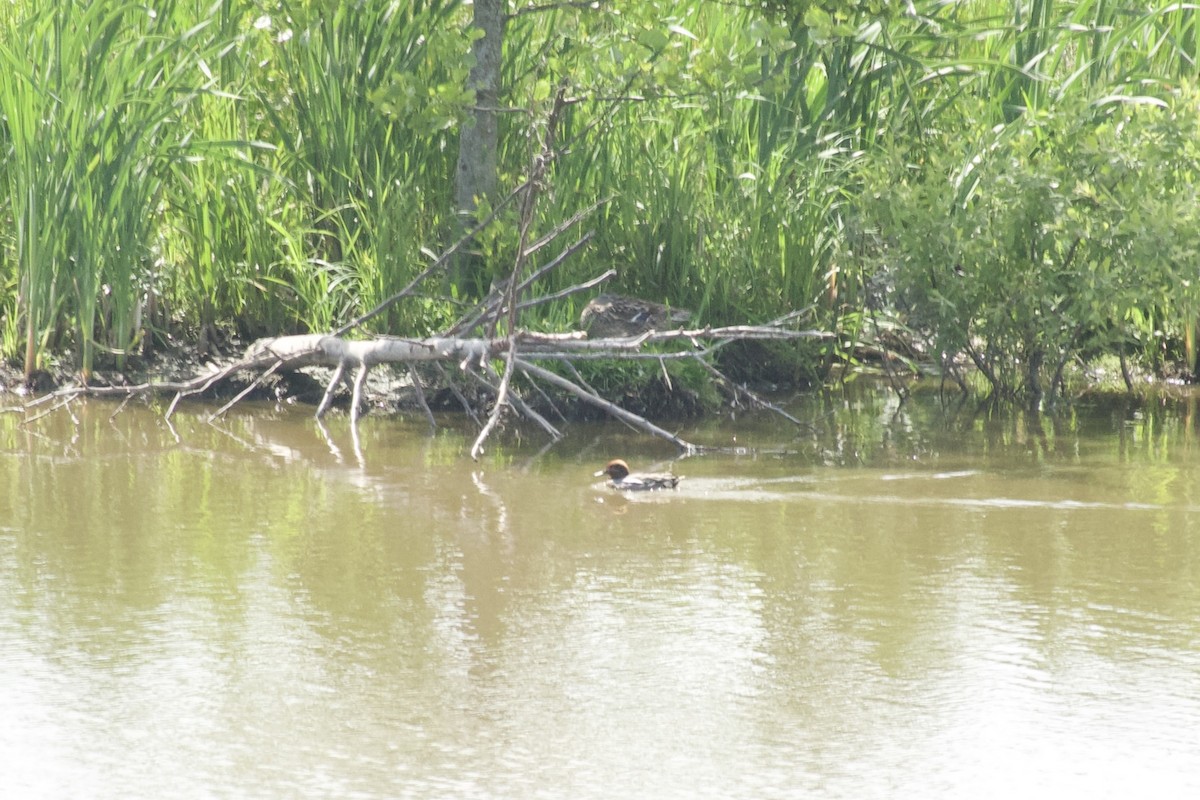 Green-winged Teal - Curtis Higgins