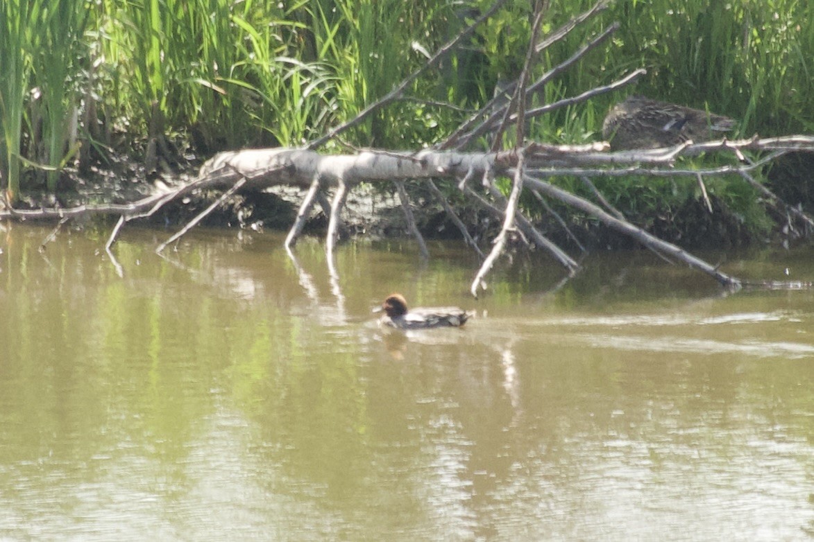 Green-winged Teal - ML621828387
