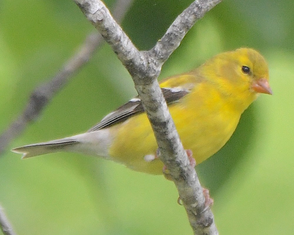 American Goldfinch - ML621828395