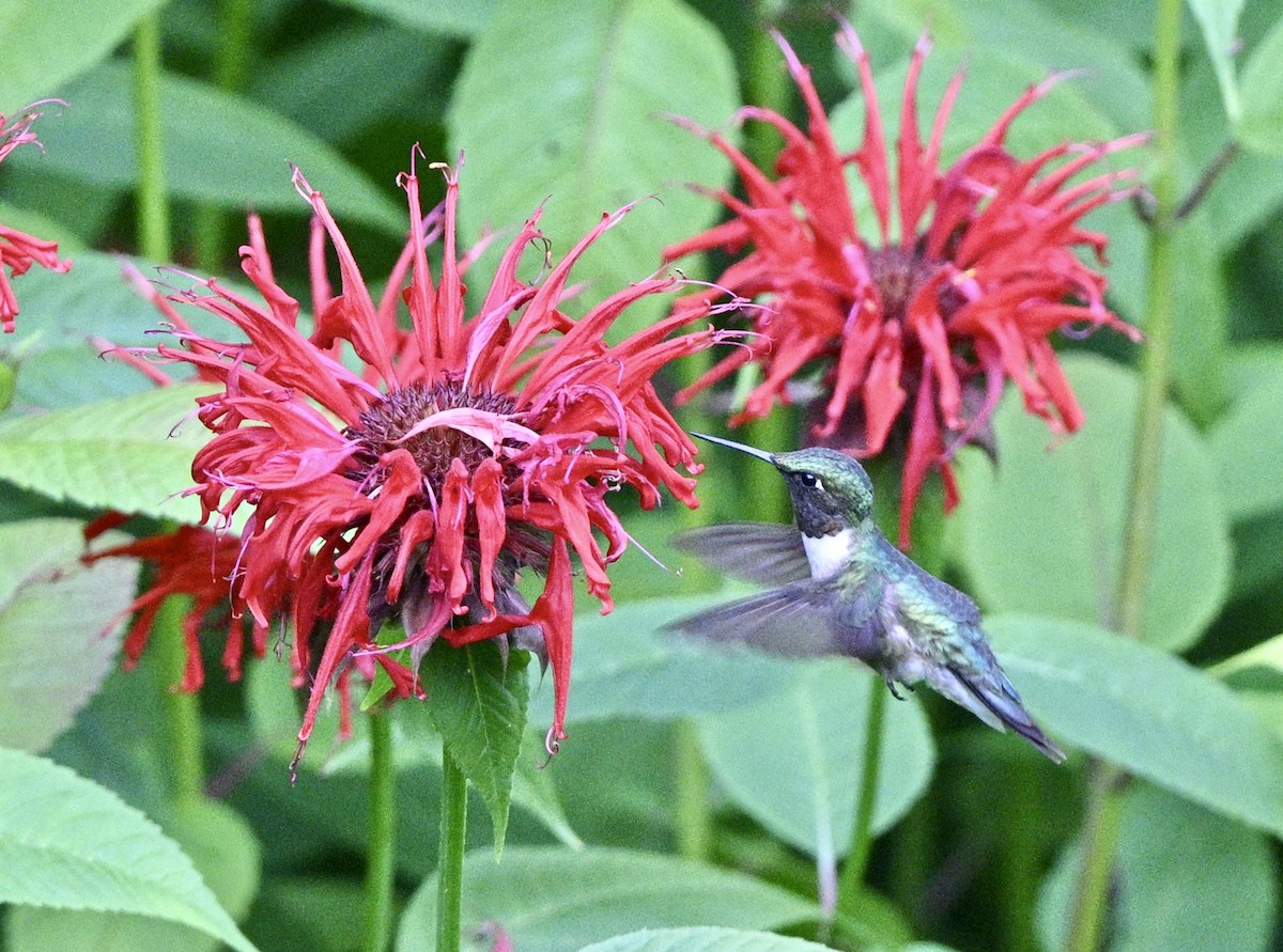 Ruby-throated Hummingbird - ML621828424