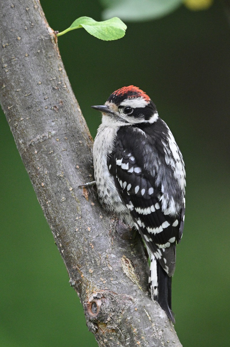 Downy Woodpecker - ML621828429