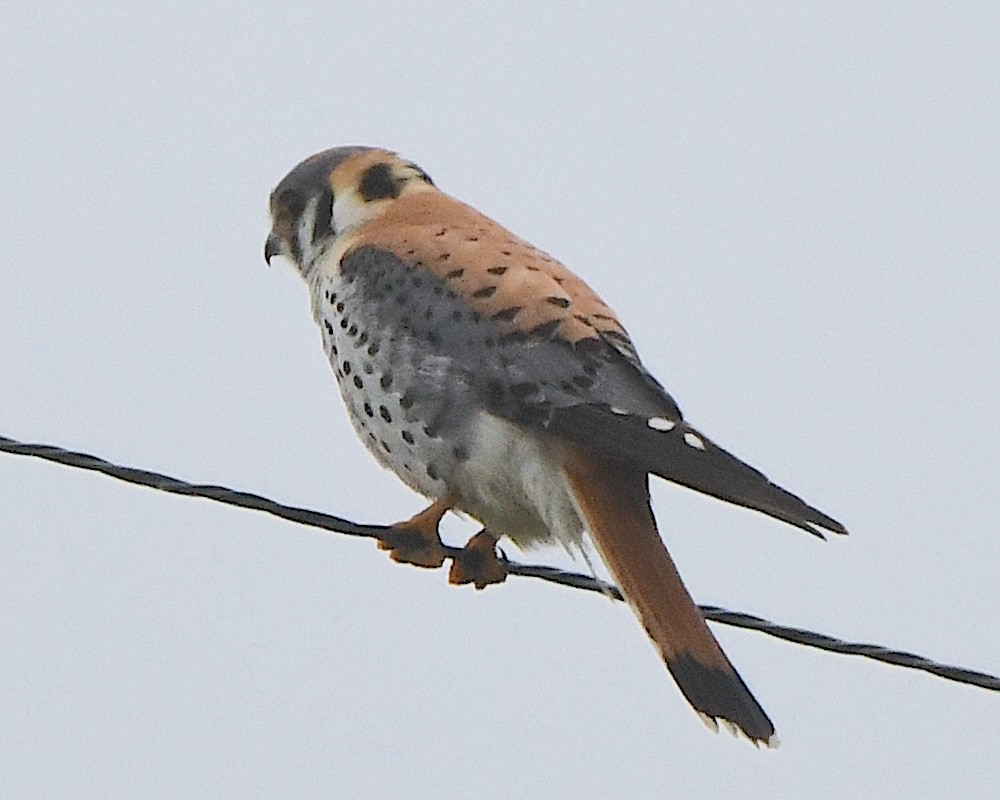 American Kestrel - ML621828434